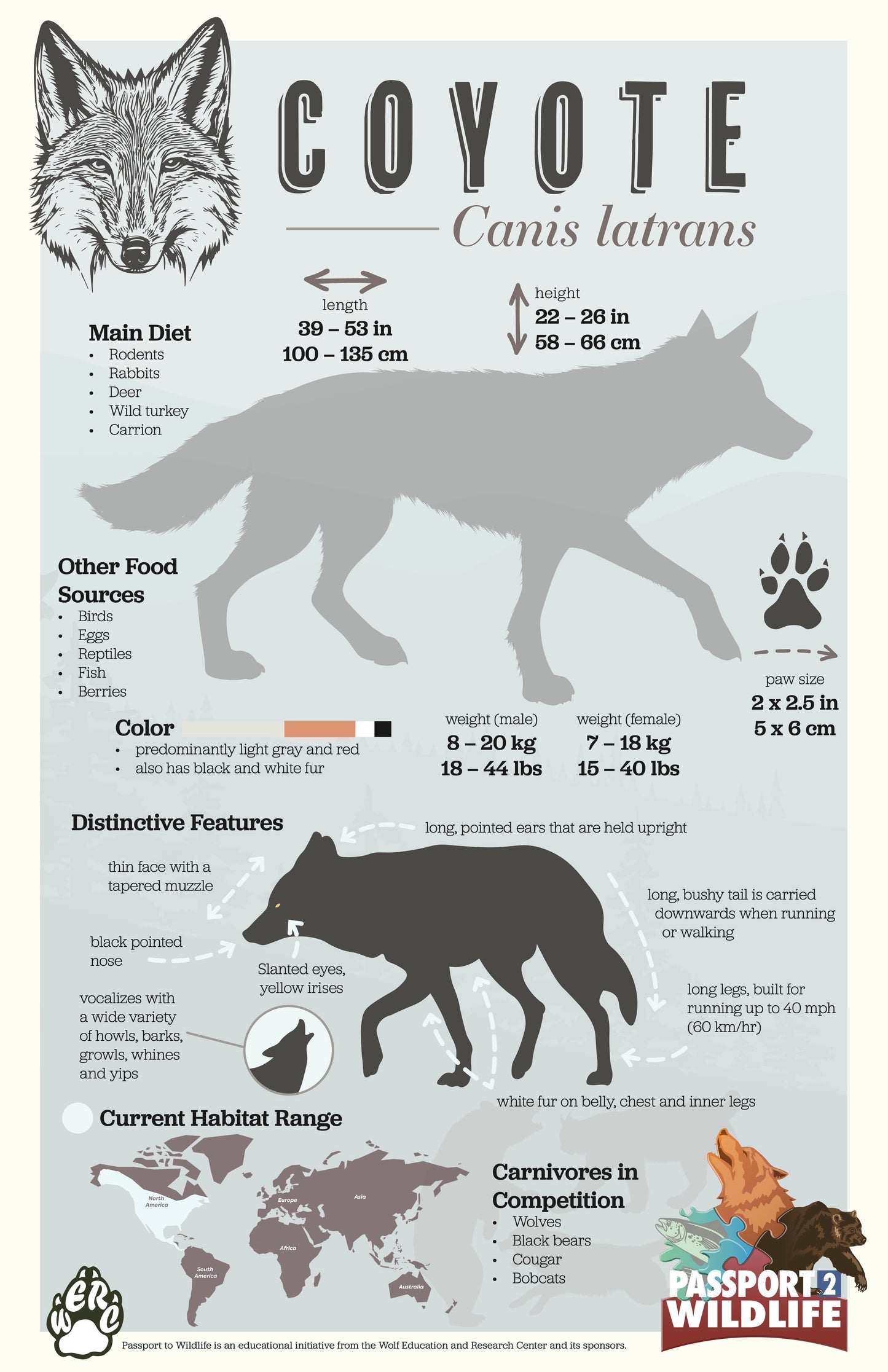 Coyote 11x17 Poster