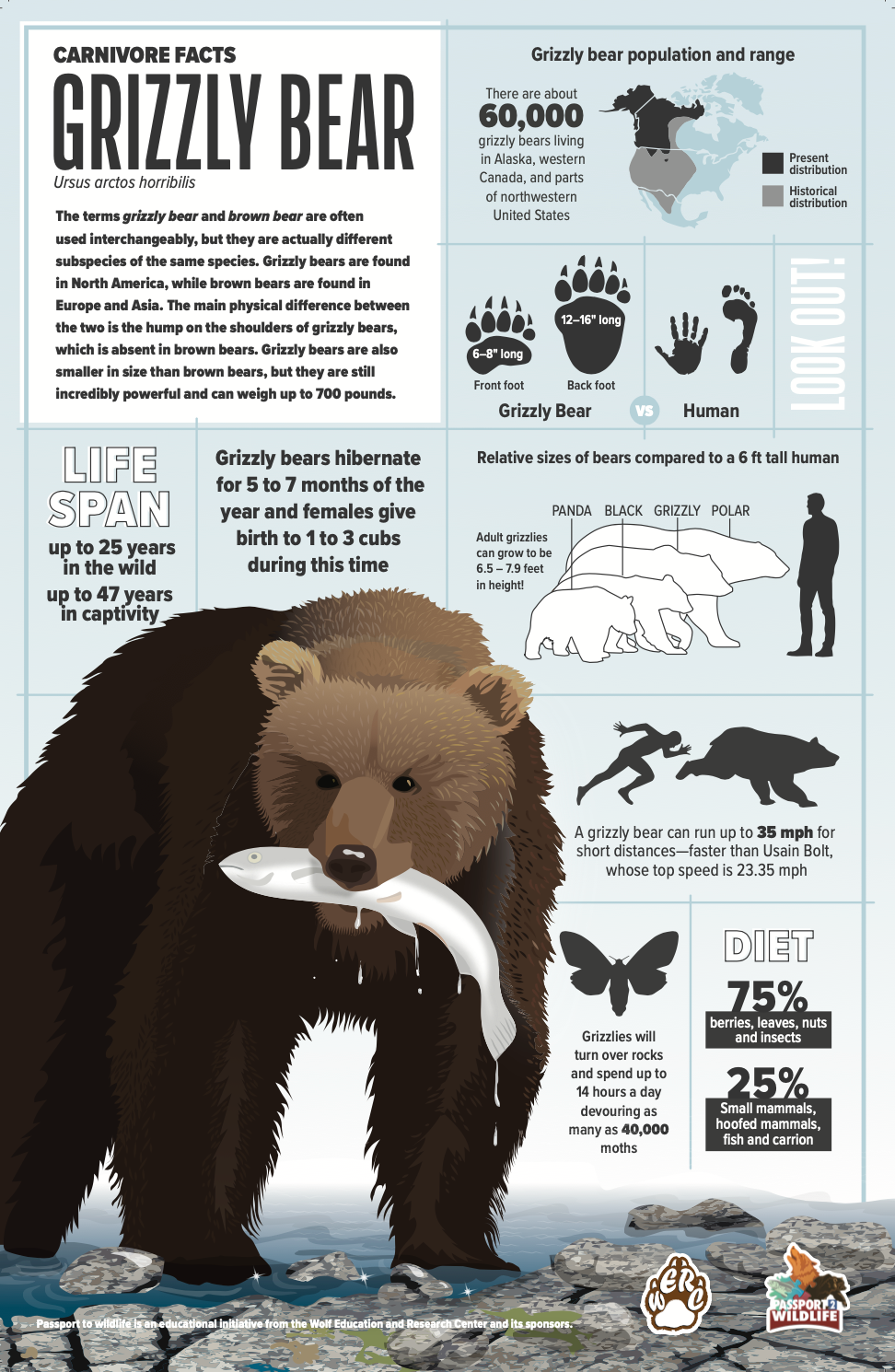 BEAR ページ Grizzly Bear 11x17 Poster – iWERC