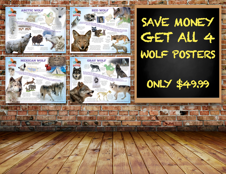 P2W North America Wolf Species Laminated Posters