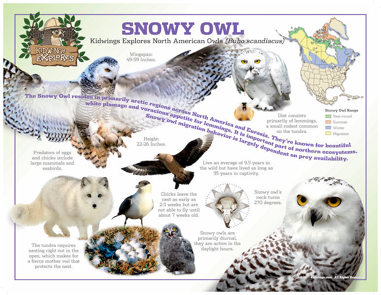 North America Owl Posters – iWERC