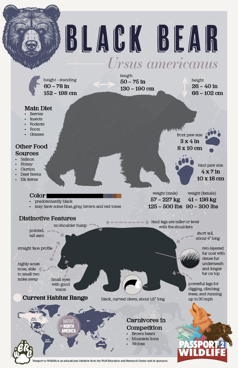 Black Bear 11x17 Poster