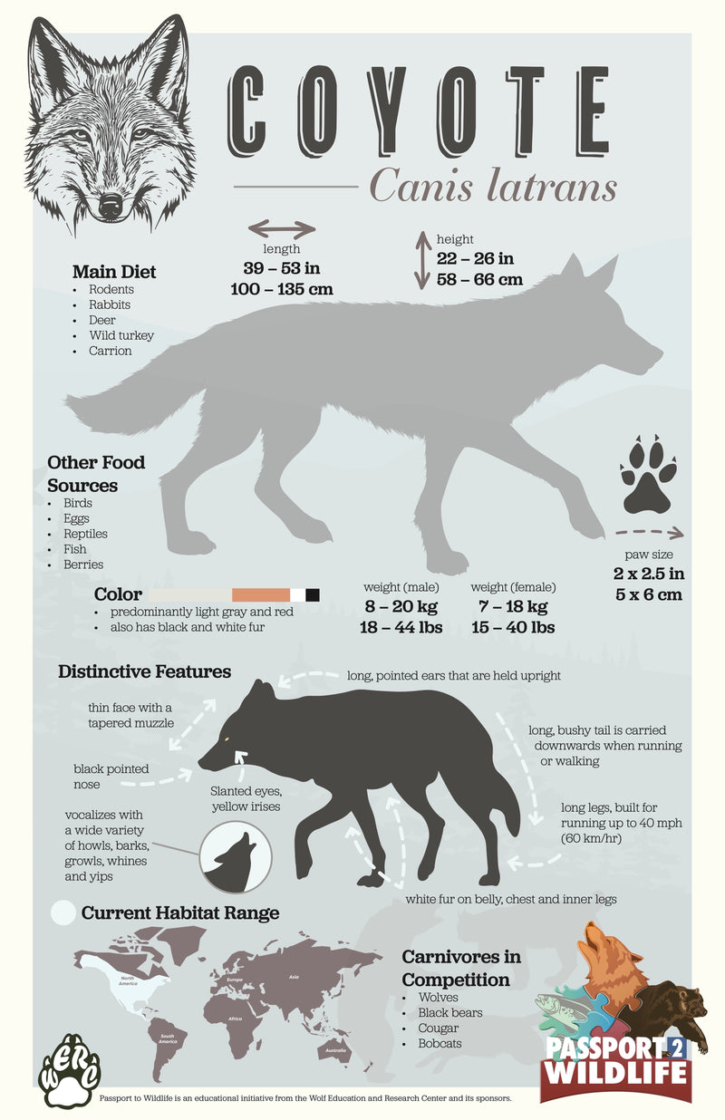 Coyote 11x17 Poster