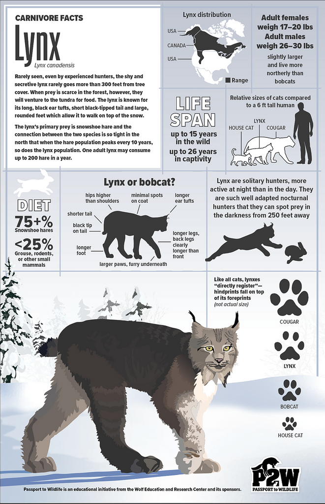 Canada Lynx 11x17 Poster