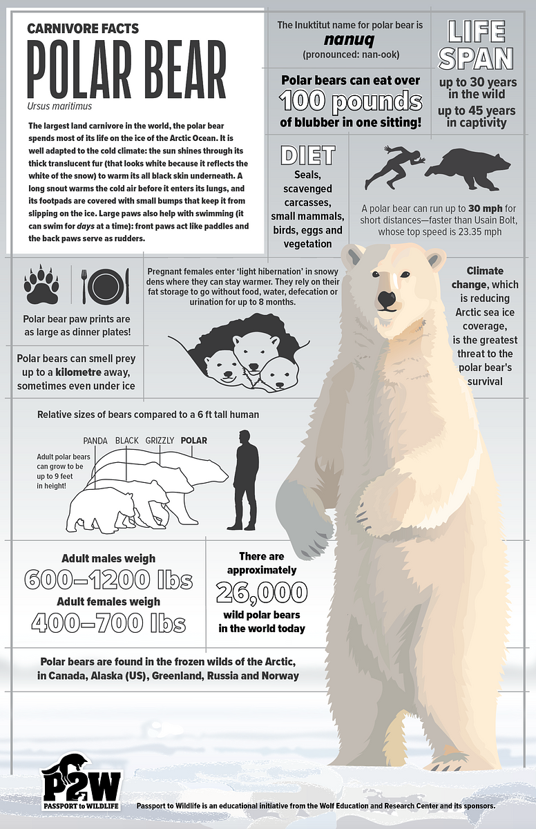 Polar Bear 11x17 Poster