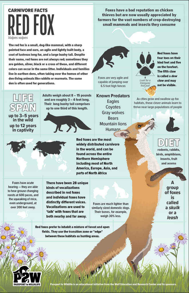 Carnivore Facts: Red Fox 11x17 Poster