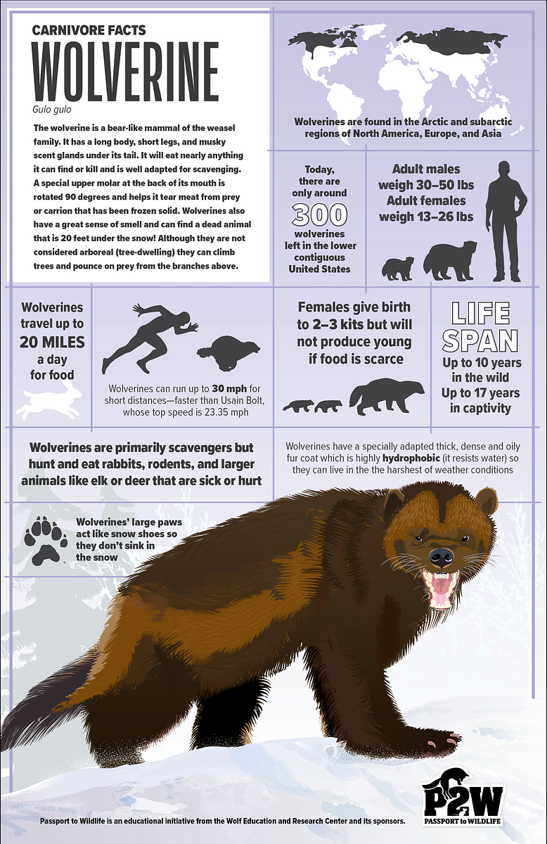Wolverine 11x17 Poster
