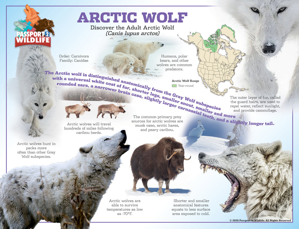 P2W North America Wolf Species Laminated Posters