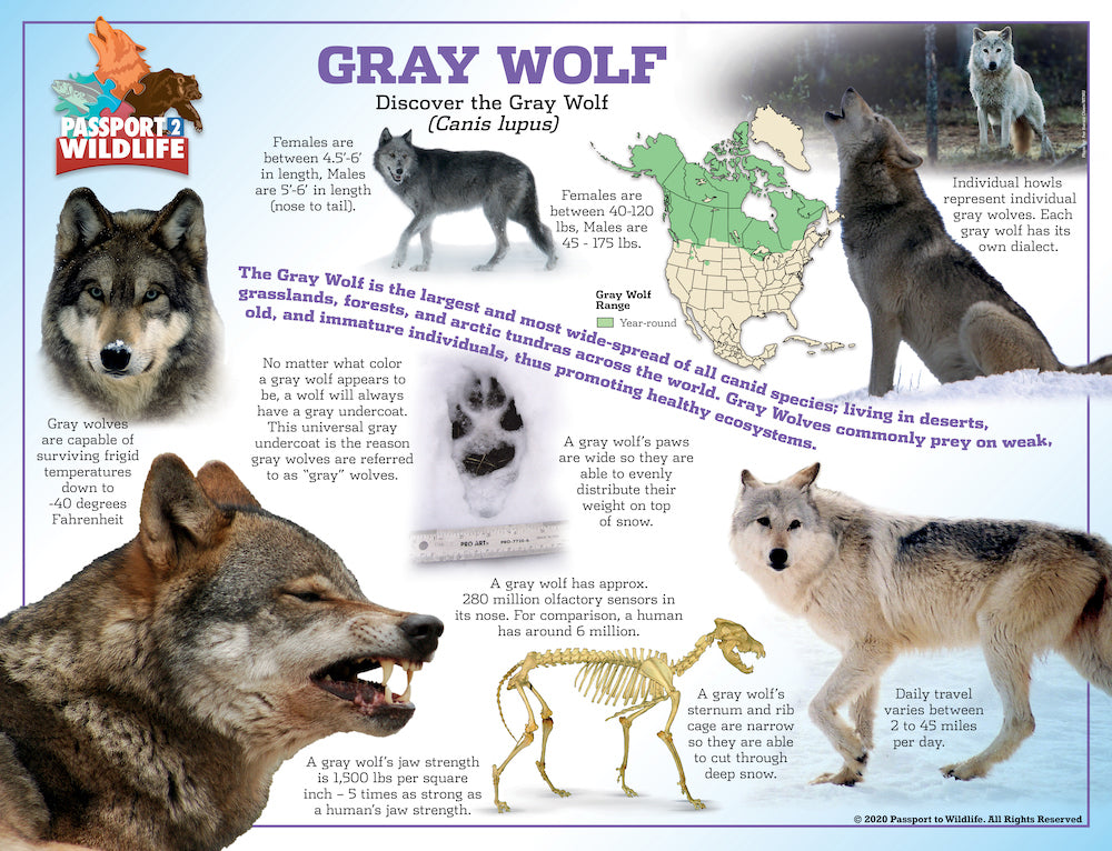 P2W North America Wolf Species Laminated Posters