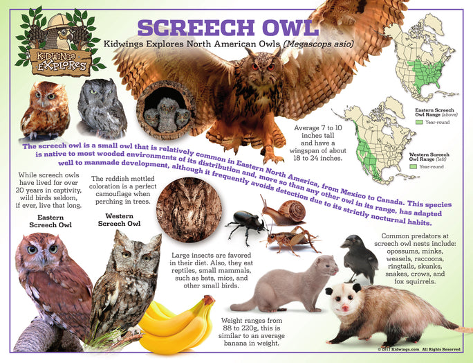 North America Owl Posters