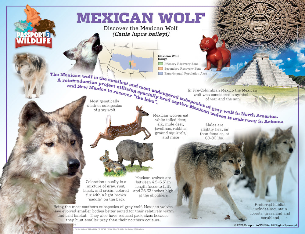 P2W North America Wolf Species Laminated Posters
