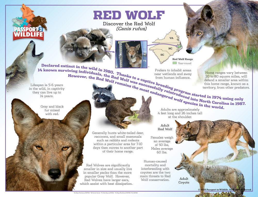 P2W North America Wolf Species Laminated Posters