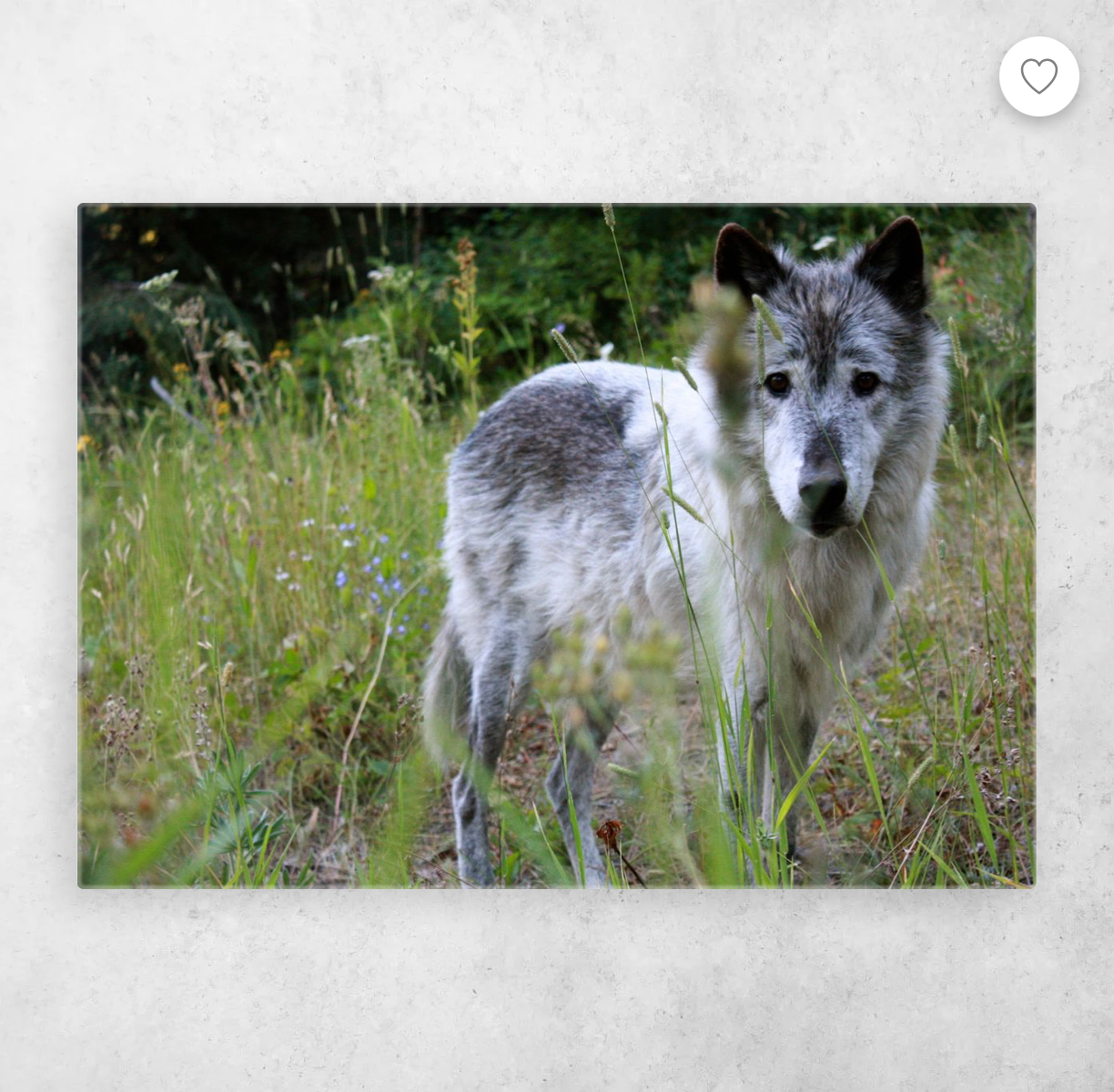 Sanctuary Series Metal Art: Piyip & The Owyhee Pack