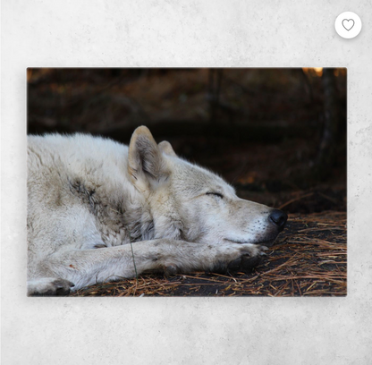 Sanctuary Series Metal Art: Piyip & The Owyhee Pack