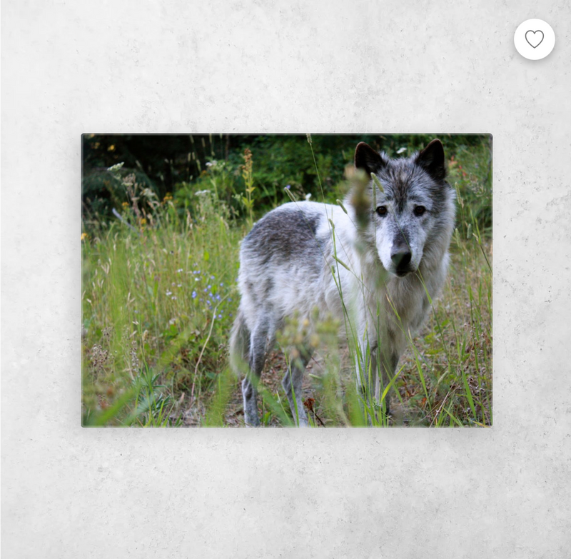Sanctuary Series Metal Art: Piyip & The Owyhee Pack