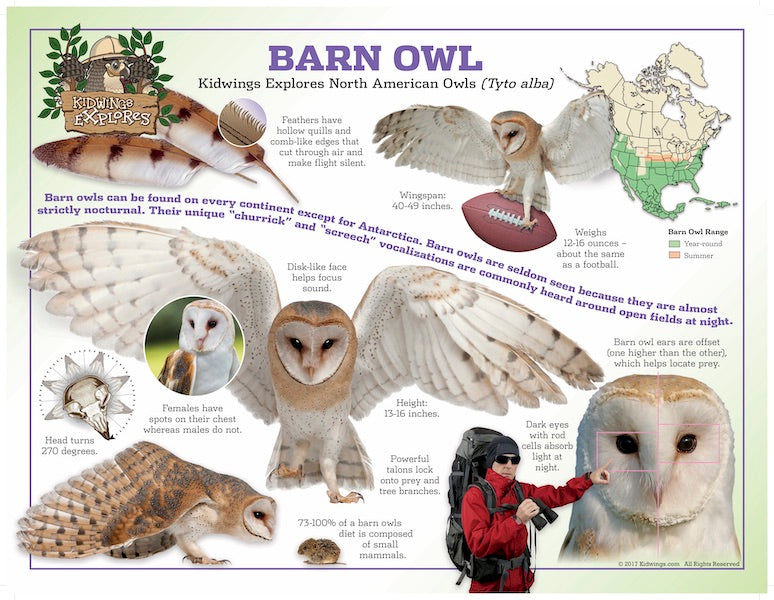 North America Owl Posters