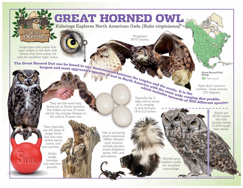 North America Owl Posters