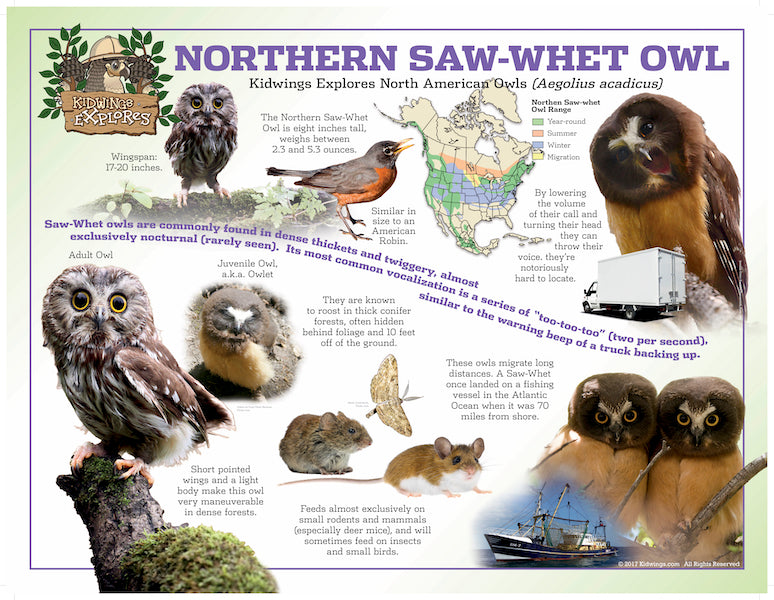 North America Owl Posters